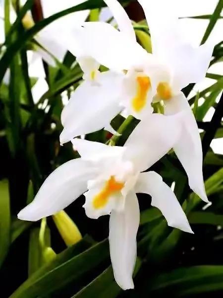 獨(dú)占春，花名霸氣，花型奇特，花香清幽，高貴祥和